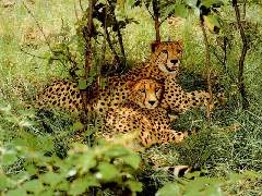 le guépard
